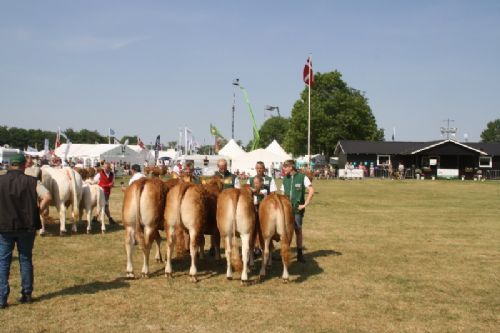 Sønderjyske Fællesskue i Aabenraa - Kvier 24-27 mdr.: Skovlund Limousine v/ Søren L. Paulsen, Toftlund, 23 point. Kvier 18-21 mdr.: Skovlund Limousine v/ Søren L. Paulsen, Toftlund, 23 point. Kvier 16-18 mdr.: Lilholdt Limousine v/ Susanne Behrens Have, Toftlund, 23 point og ærespræmie Mads Behrens Have, Toftlund, 22 point