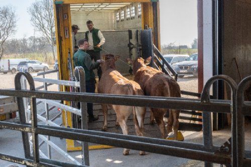 Auktion - Auktionsdyrene blev solgt for ialt kr. 352.000,- Kort tid efter sidste hammerslag blev de første dyr læsset, så de kunne komme hjem til deres nye ejere