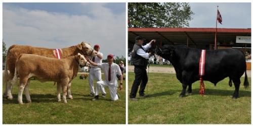 Stemningsbilleder - Interbreed for hundyr blev vundet af Simmentaler – Interbreed for handyr blev vundet af Angus