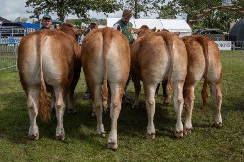 Vinderdyr - 19 – katxxxx – 3. bedste besætningsgruppe – fra Skovlund Limousine, Søren Paulsen, Toftlund